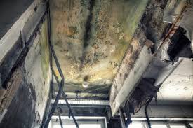 Why You Should Choose Our Mold Remediation Services in Riva, MD